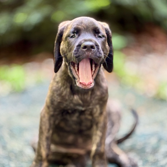 Meet your Posher, Chris - Picture 1 of 1